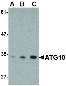 Anti-ATG10 antibody produced in rabbit