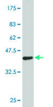 ANTI-HD antibody produced in mouse