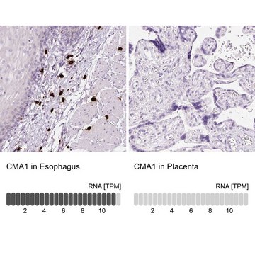 Anti-CMA1 antibody produced in rabbit