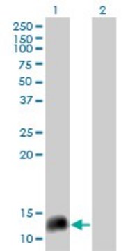Monoclonal Anti-NPY, (C-terminal) antibody produced