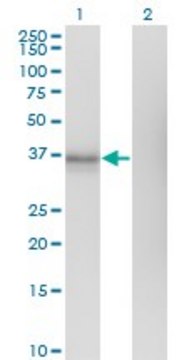 Monoclonal Anti-EDG1, (N-terminal) antibody produced