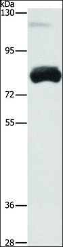 Anti-OAS2 antibody produced in rabbit