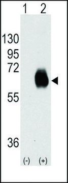 Monoclonal Anti-OIT3 antibody produced in