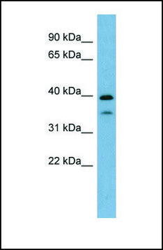 Anti-MAFA, (N-terminal) antibody produced in