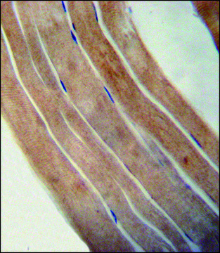 ANTI-EFTUD1 (C-TERM) antibody produced in