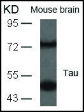 Anti-MAPT (Ab-235) antibody produced in