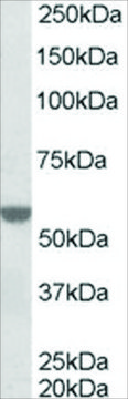 Anti-RXR ? antibody produced in