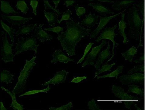 Monoclonal Anti-LETM1 antibody produced in