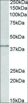 Anti-IDH3G antibody produced in goat