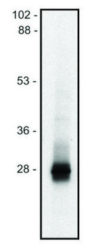 Monoclonal Anti-LIME1 antibody produced in