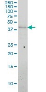 Monoclonal Anti-APOL3 antibody produced in