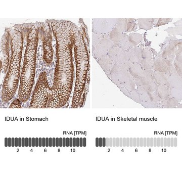 Anti-IDUA antibody produced in rabbit