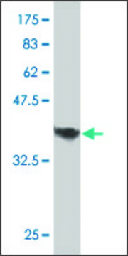 Monoclonal Anti-RHBDL1 antibody produced in