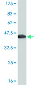 ANTI-T antibody produced in mouse