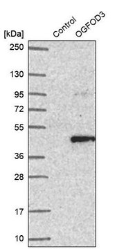 Anti-OGFOD3 antibody produced in rabbit