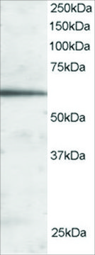 Anti-FOXA2/HNF3B antibody produced in goat