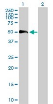 Anti-EFEMP2 antibody produced in mouse