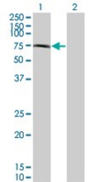 Monoclonal Anti-CHFR antibody produced in