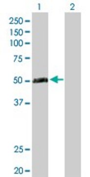 Anti-TEX13A antibody produced in rabbit