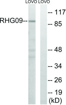 Anti-RHG9 antibody produced in rabbit