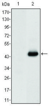 Monoclonal Anti-CEACAM5 antibody produced in