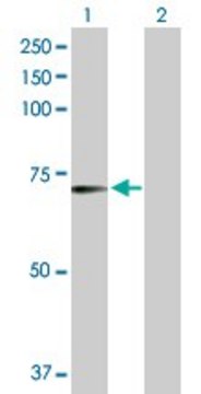 Anti-RFX5 antibody produced in rabbit