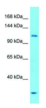 Anti-ULK1 (N-terminal) antibody produced in