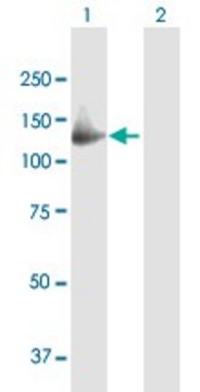 Anti-GAS2L2 antibody produced in mouse