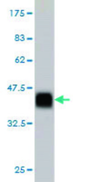 ANTI-ZNF41 antibody produced in mouse