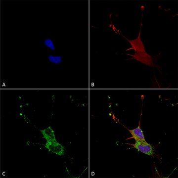 Monoclonal Anti-Neuroligin 1 antibody produced