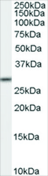 Anti-MPG antibody produced in goat