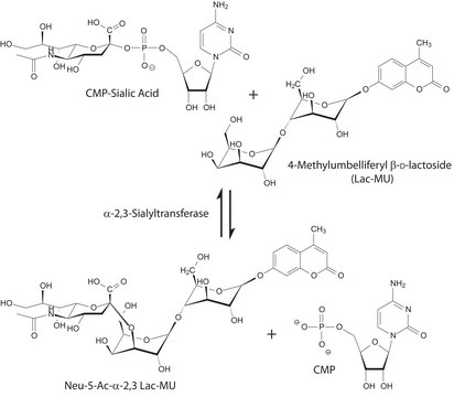 ?-2,3-Sialyltransferase from Pasteurella multocida