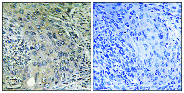 Anti-COPZ1 antibody produced in rabbit