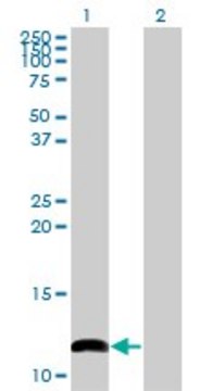 Monoclonal Anti-COX6B1 antibody produced in