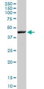 Anti-RNF135 antibody produced in rabbit