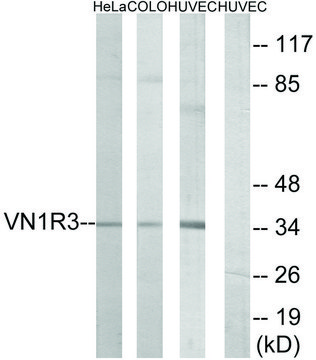 Anti-VN1R3 antibody produced in rabbit