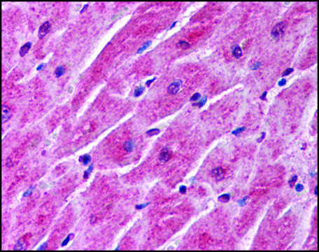 Anti-SFRP1 antibody produced in rabbit