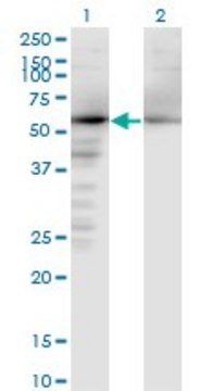 Monoclonal Anti-NAE1 antibody produced in