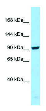 Anti-SEZ6 (C-terminal) antibody produced in