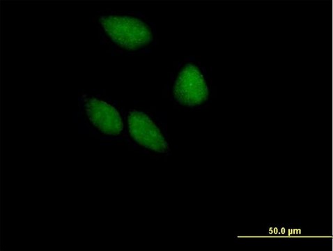 Anti-EIF3S5 antibody produced in mouse