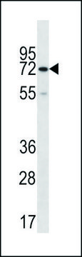 ANTI-CTPS2 (C-TERM) antibody produced in