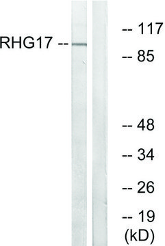 Anti-RHG17 antibody produced in rabbit