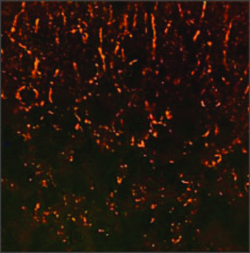 Anti-SYP antibody produced in rabbit