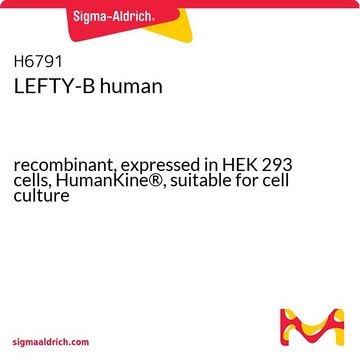 LEFTY-B human