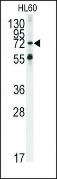 Anti-APS (center) antibody produced in