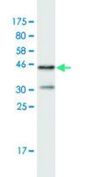 Monoclonal Anti-FHOD1 antibody produced in