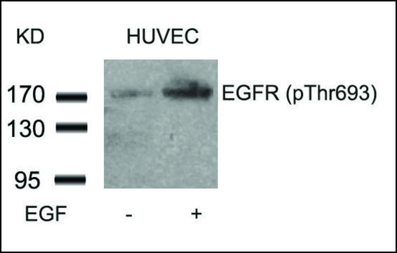 Anti-phospho-EGFR (pThr??³) antibody produced in