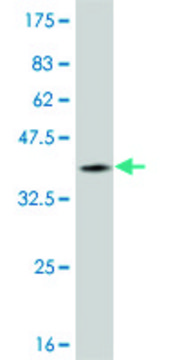ANTI-LHX1 antibody produced in mouse