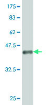 ANTI-HOXA5 antibody produced in mouse