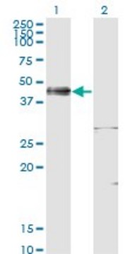 ANTI-ISL1 antibody produced in mouse